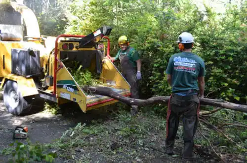 tree services Toro Canyon